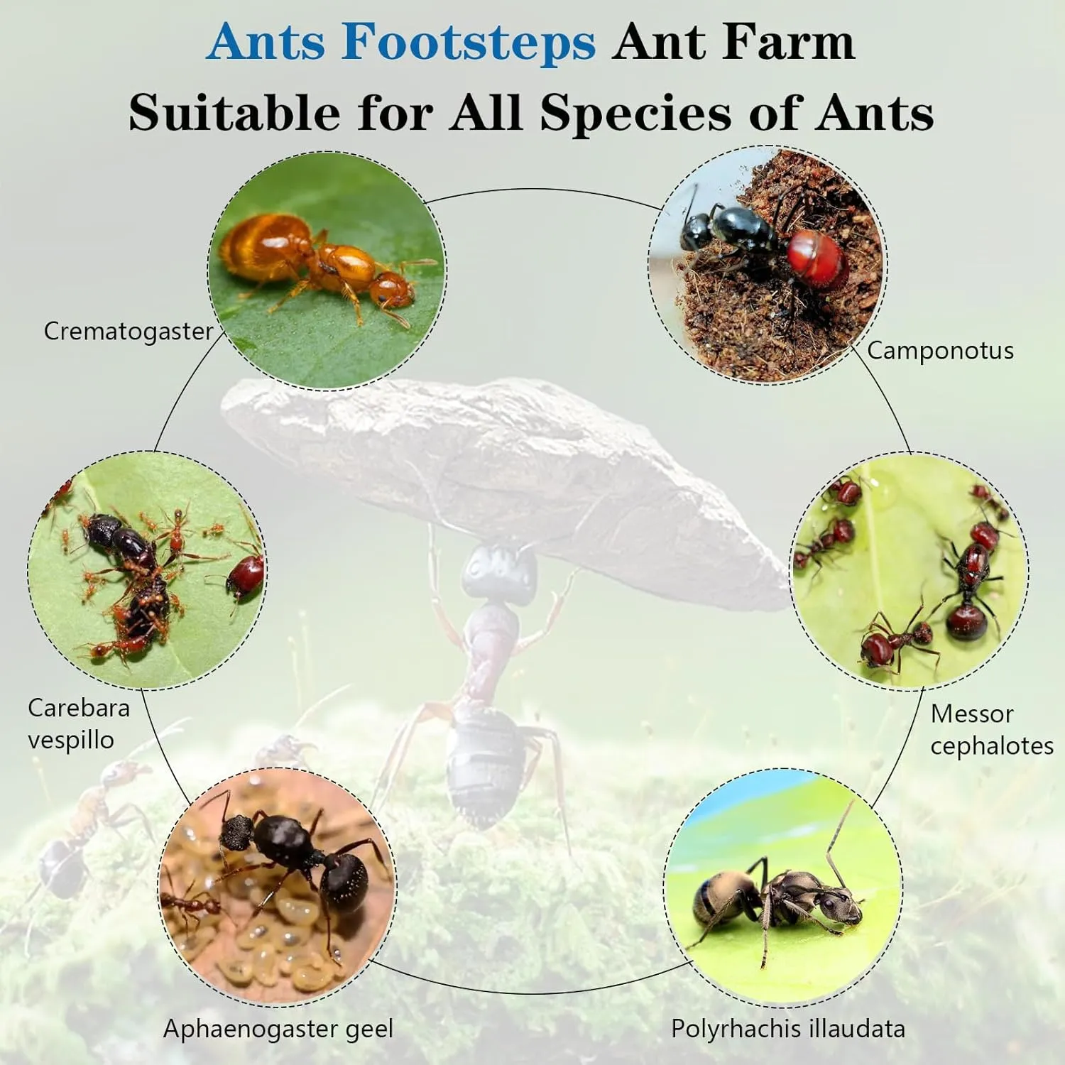 Ant Farm Nest Science DIY Terrarium Kit Care for Live Ants Ant Habitat with Water Tower Nurturing Room and Comprehensive Observation-Set 4