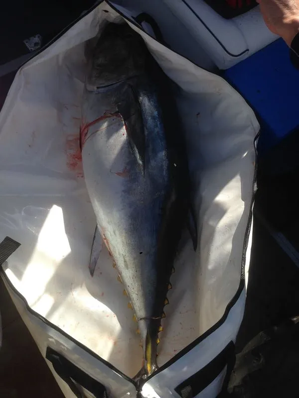 Chiller Fish Bags