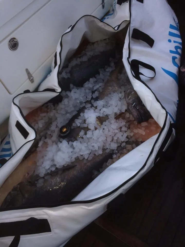 Chiller Fish Bags