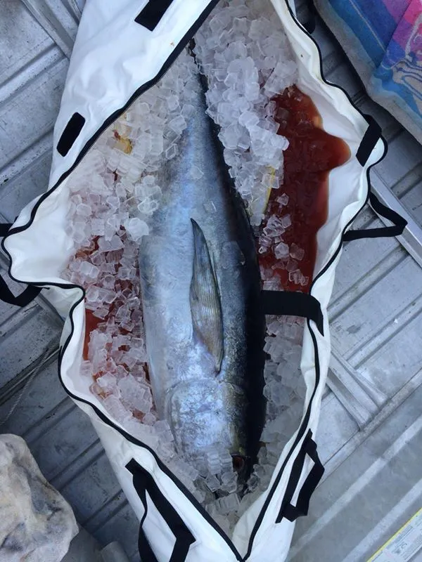 Chiller Fish Bags