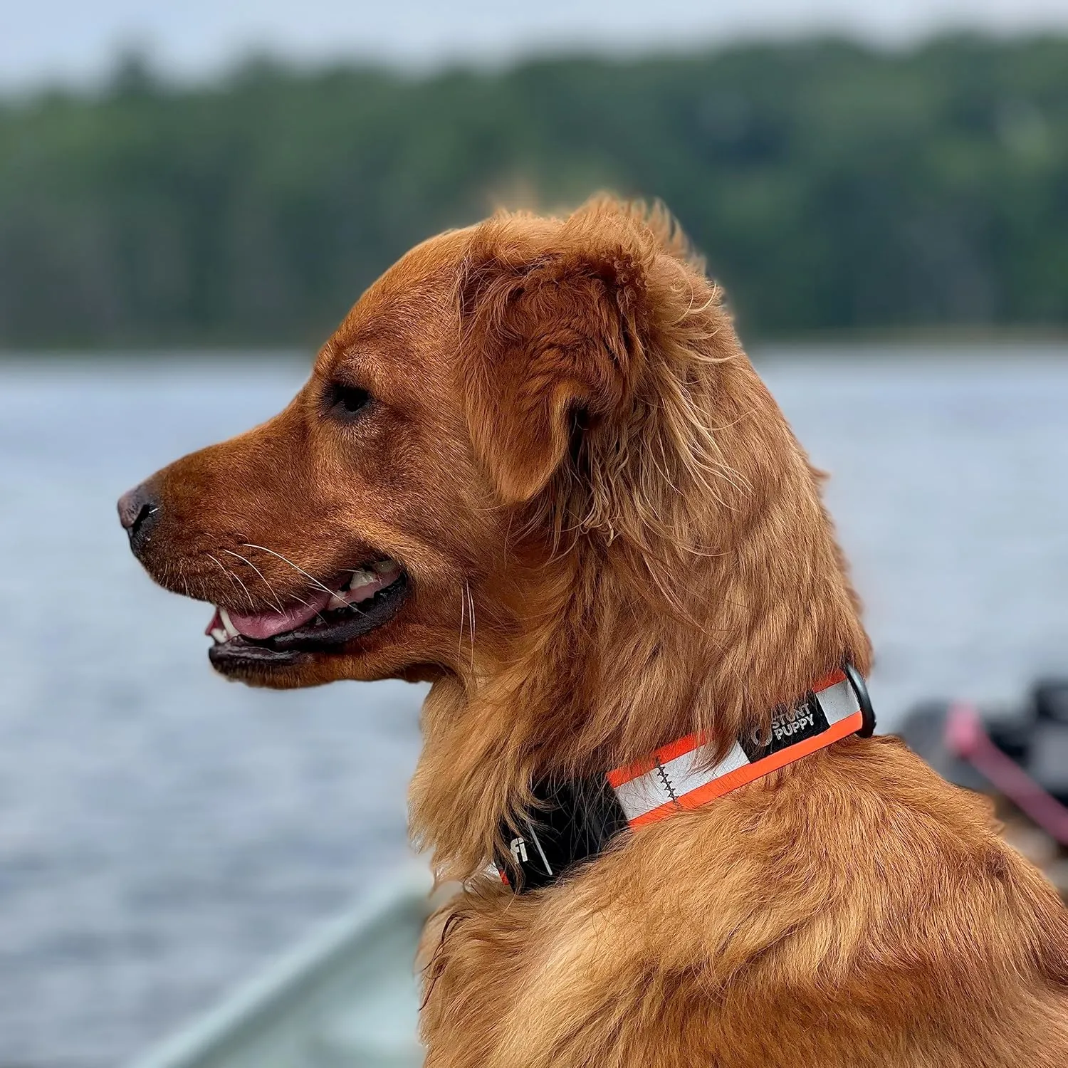 Dog Collar, Fi Series 3 Ready, Small, Reflective Orange - Compatible with Fi GPS Device (Not Included)