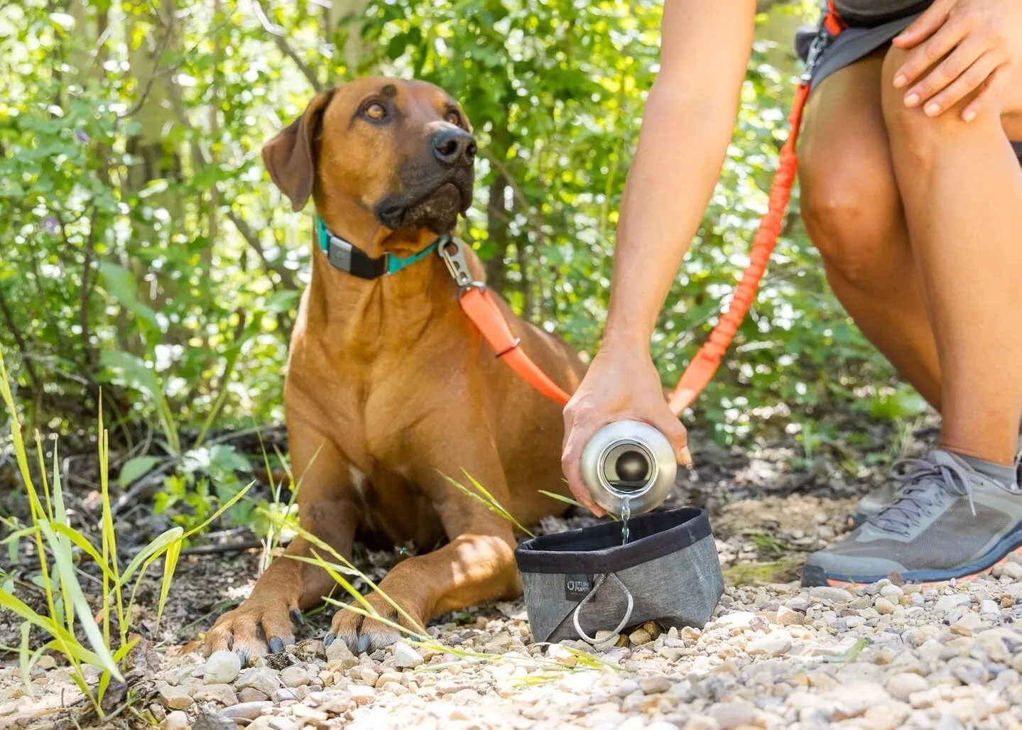 Dog Collar, Fi Series 3 Ready, Small, Teal - Compatible with Fi GPS Device (Not Included)