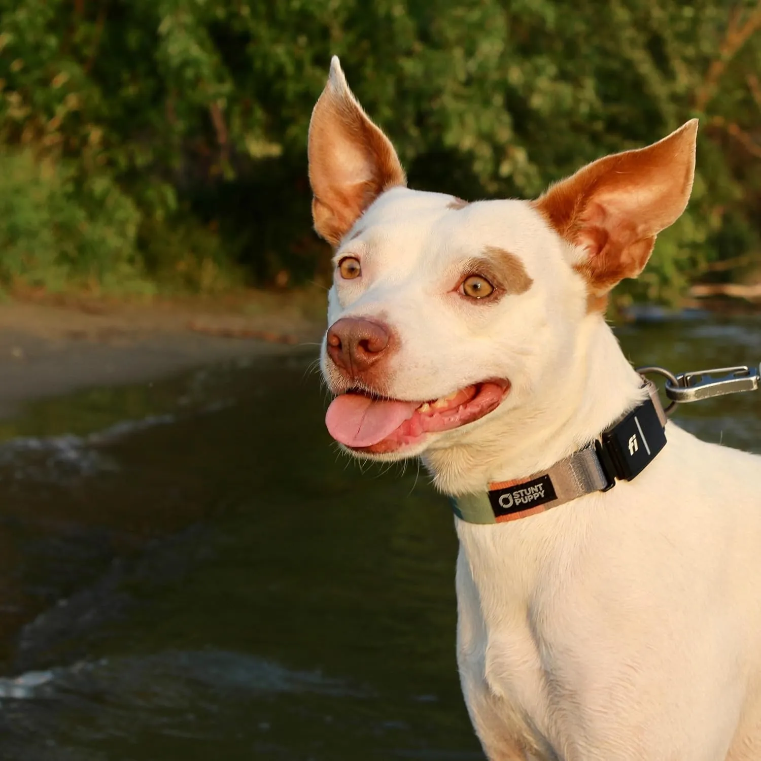 Dog Collar, Fi Series 3 Ready, Small, Teal - Compatible with Fi GPS Device (Not Included)