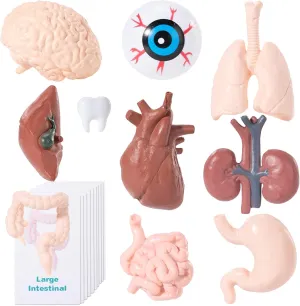 Miniature Human Body Model, 10PCS Body Parts with Cards to Match, Sciences Learning Kit, 10 PCS PVC Organs Including Brain, Heart, Lungs, Liver, Educational Medical Teaching Tool