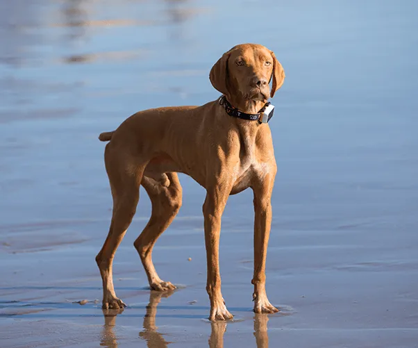 Pawfit 3 Tracker-NSW_Metro