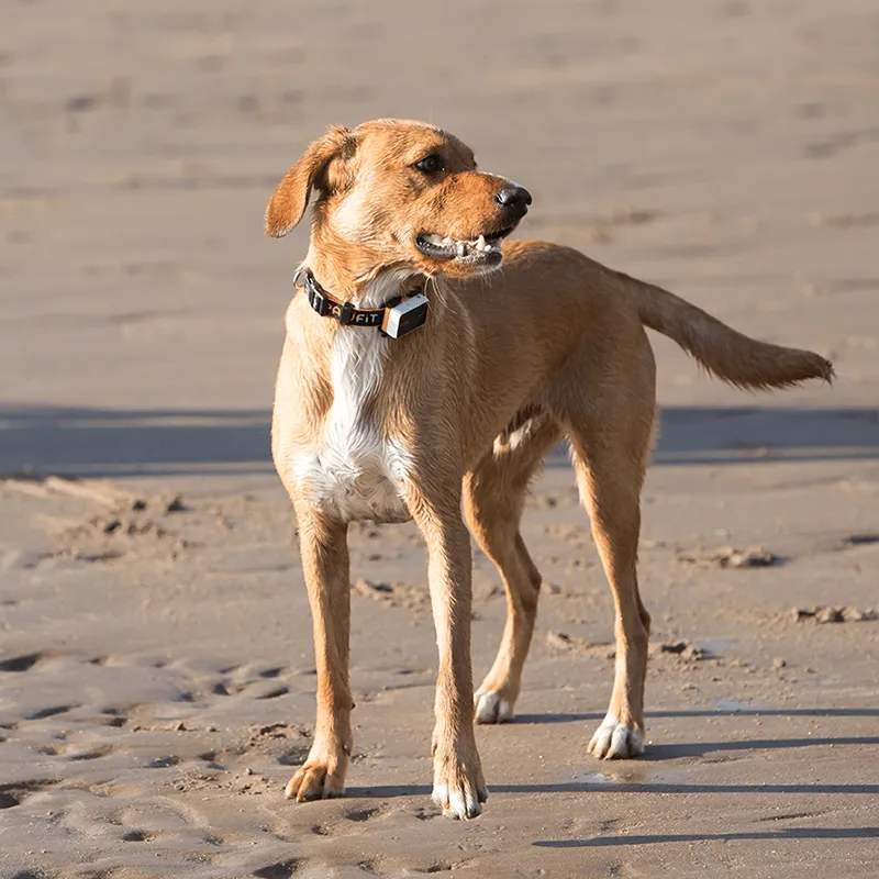 Pawfit 3 Tracker-NT_Rural