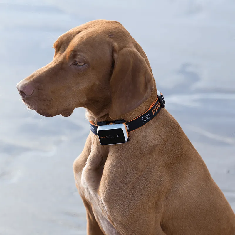Pawfit 3 Tracker-NT_Rural