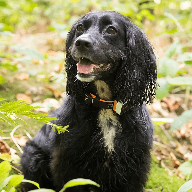 Pawfit 3 Tracker-NT_Rural