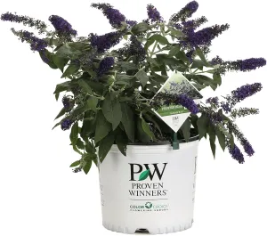 Pugster Blue Butterfly Bush (Buddleia) Live Shrub, Blue Flowers, 3 Gallon