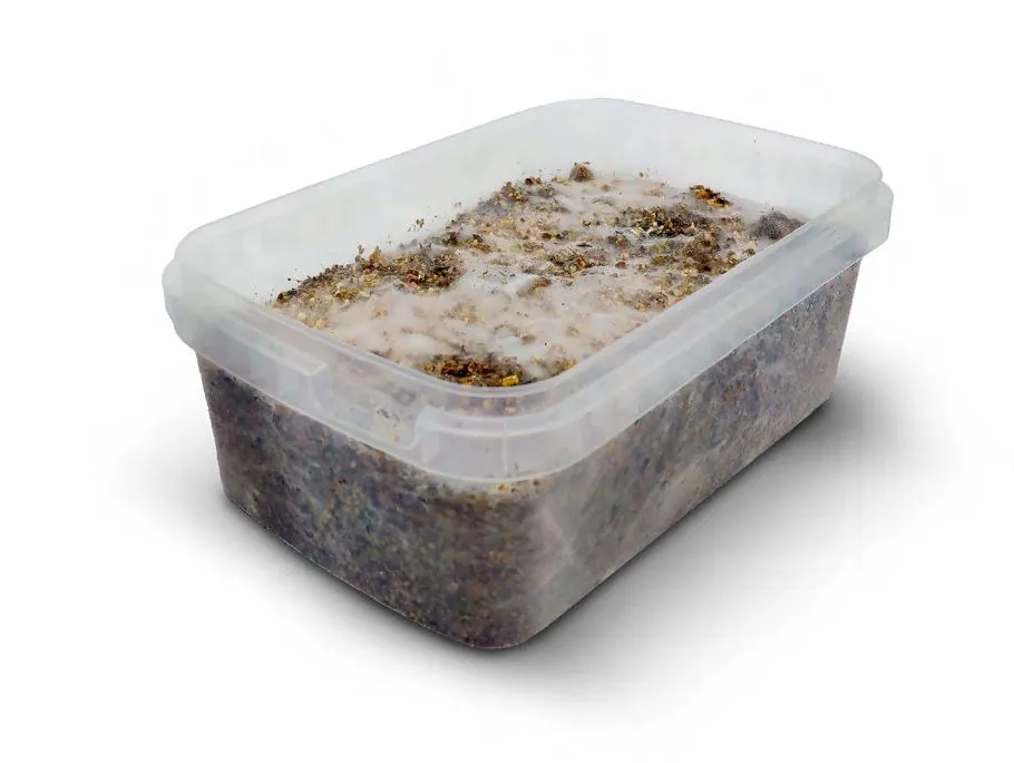 TEACHER MYCELIUM High-end design GOLDEN Clear guidance