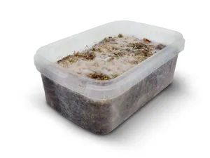 TEACHER MYCELIUM High-end design GOLDEN Clear guidance
