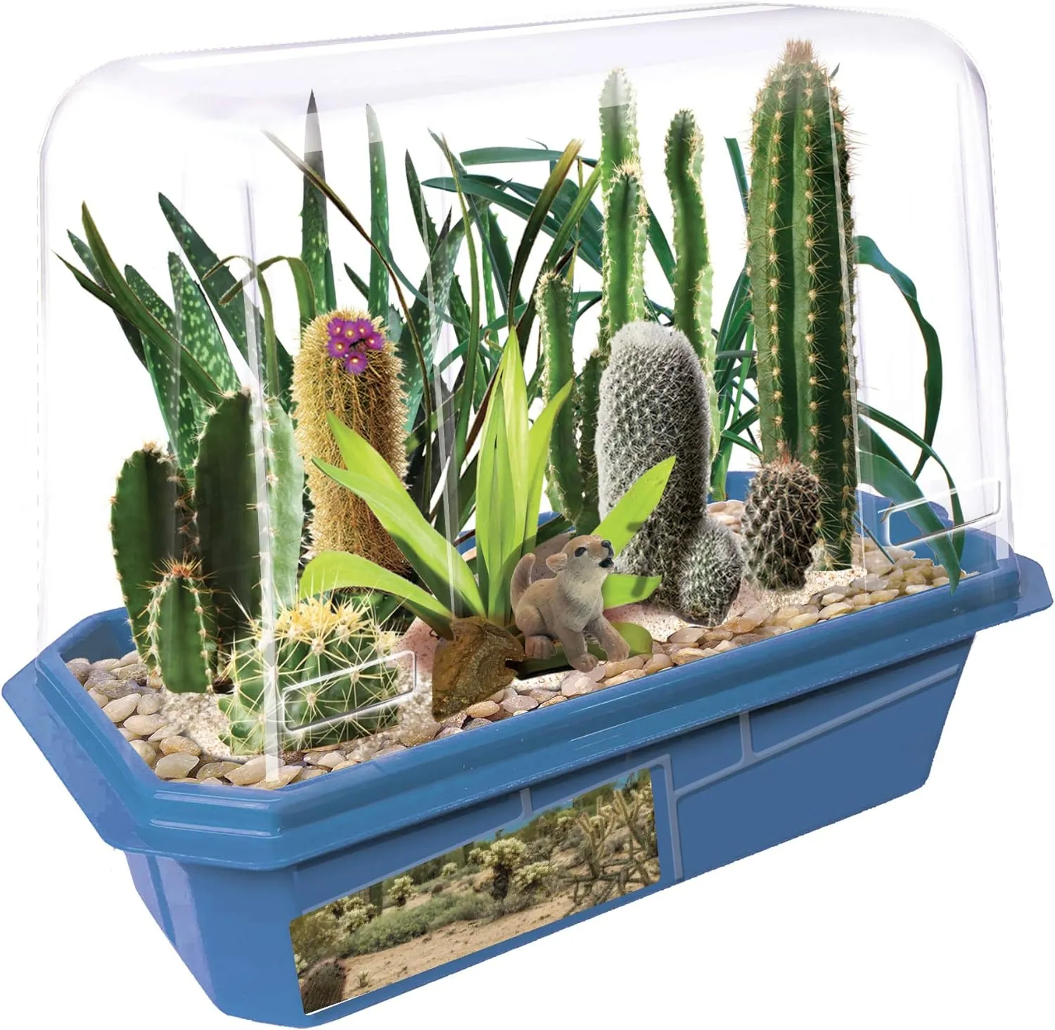 Toys By Nature Miniature Worlds Desert Oasis Succulent Garden Kit - Fast Growth Rate, Minimal Watering, Complete Set! (Desert Plant Collection)