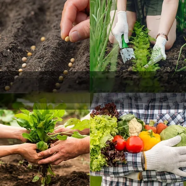 Variety Vegetable 35 Limited-time offer Comprehensive product line Vault | Seed Pack Kit