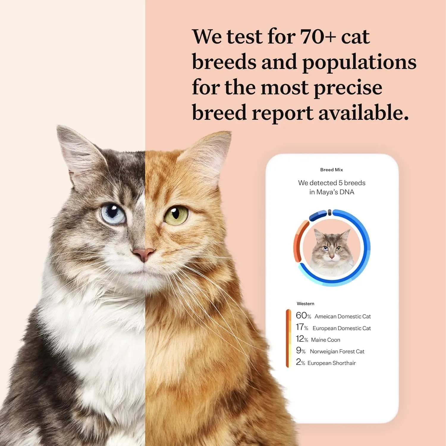 Wisdom Panel Complete: Comprehensive Cat DNA Test kit for 45 Health Genetic Health Conditions, 70  Breeds and populations, 25  Traits, Blood Type - Pack of 1